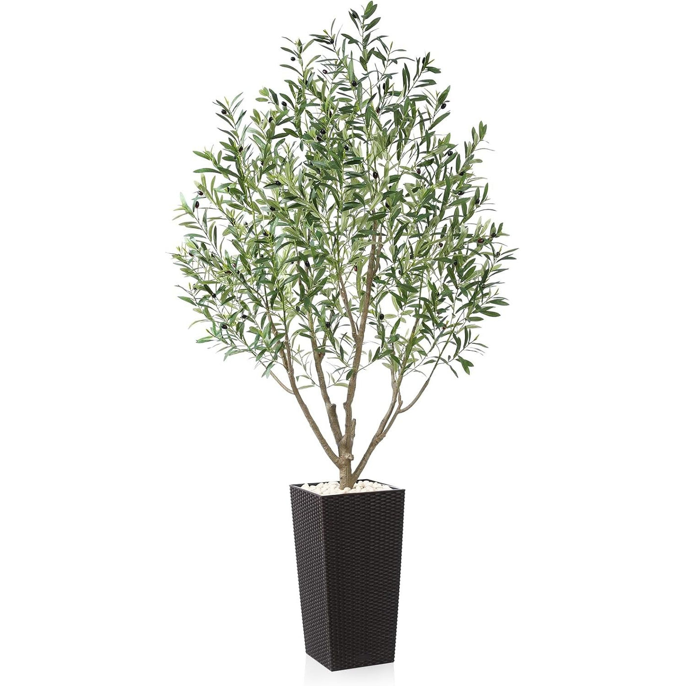 Potted olive tree with green leaves in a black woven pot on a white background