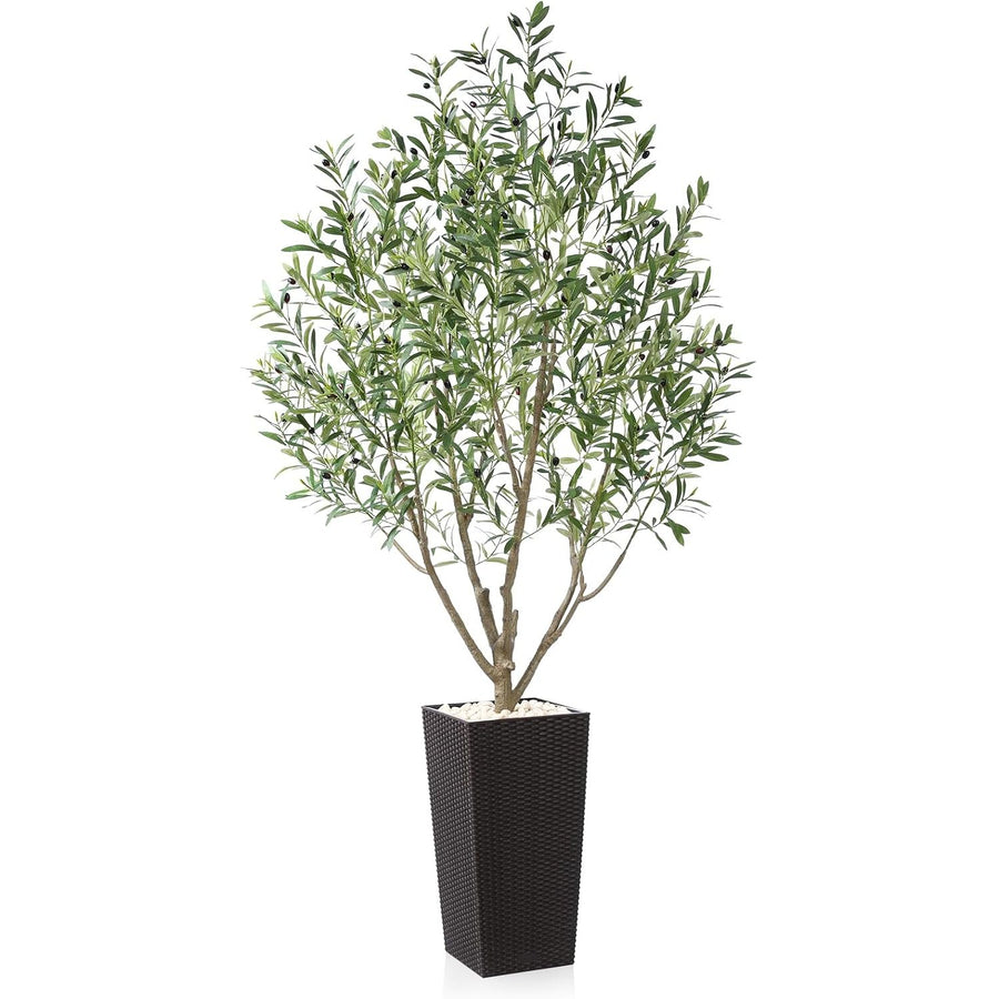 Potted olive tree with green leaves in a black woven pot on a white background