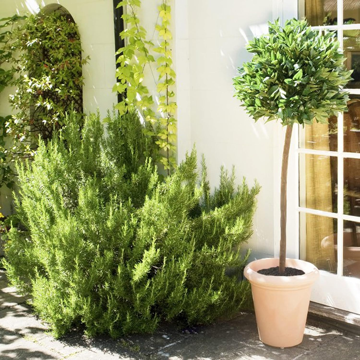 Potted plants including a bush and a tall tree-like plant in front of a window.