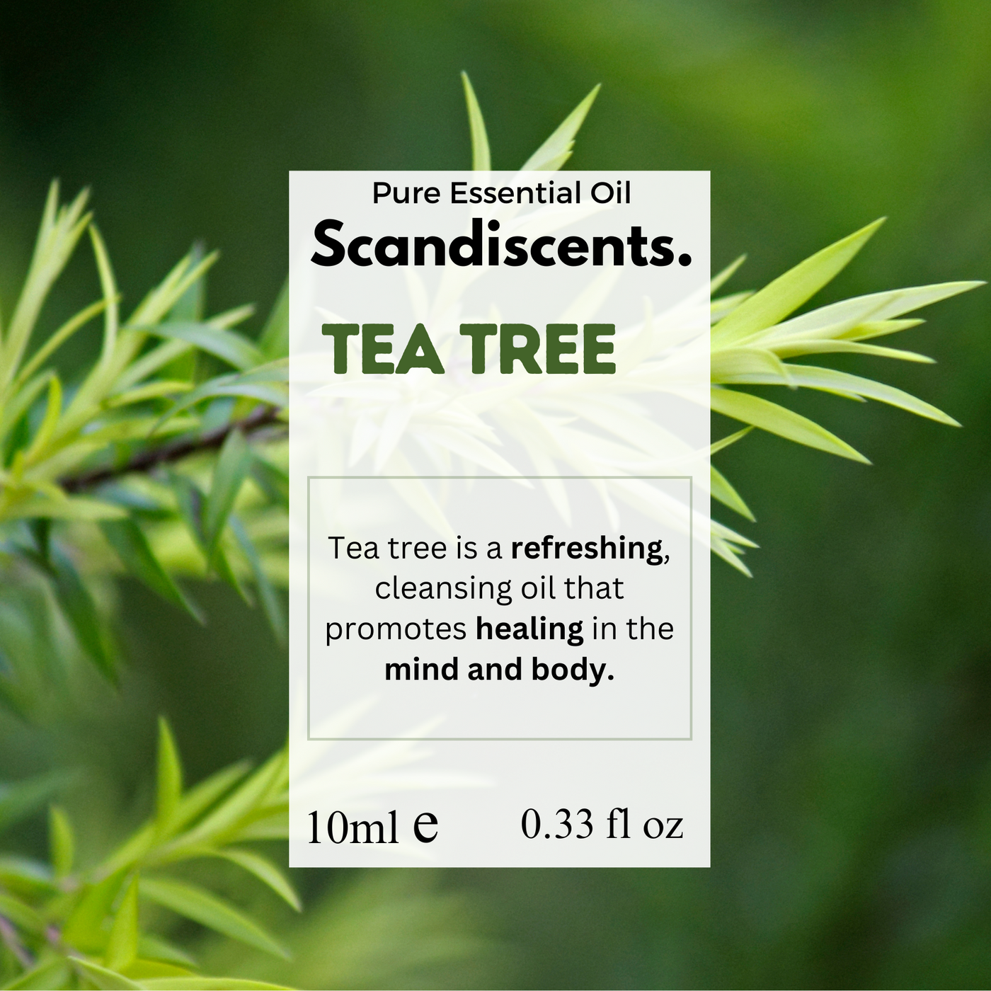 Label for Scandiscents Tea Tree essential oil with tea tree leaves in the background