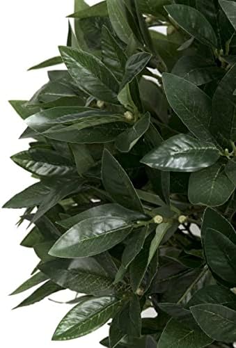 Close-up of green leaves on a white background