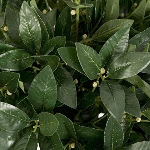 Close-up of green leaves with a blurred background