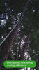 Tree Pole Pruner 8m Manual Pruning Saw with Scissors Gloves Maxant